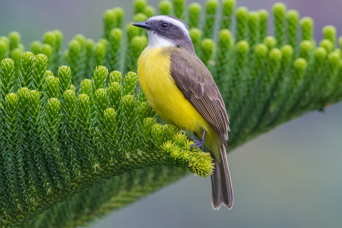 Social Flycatcher - ML318391891