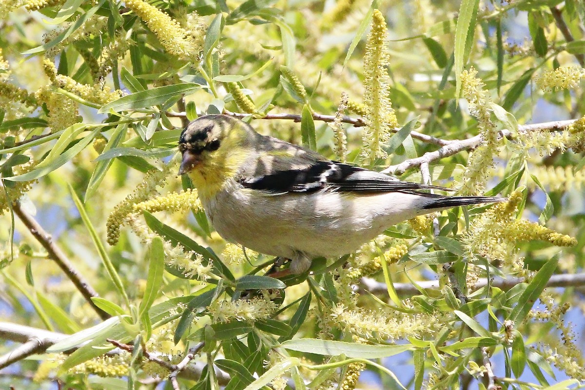 American Goldfinch - ML318392741