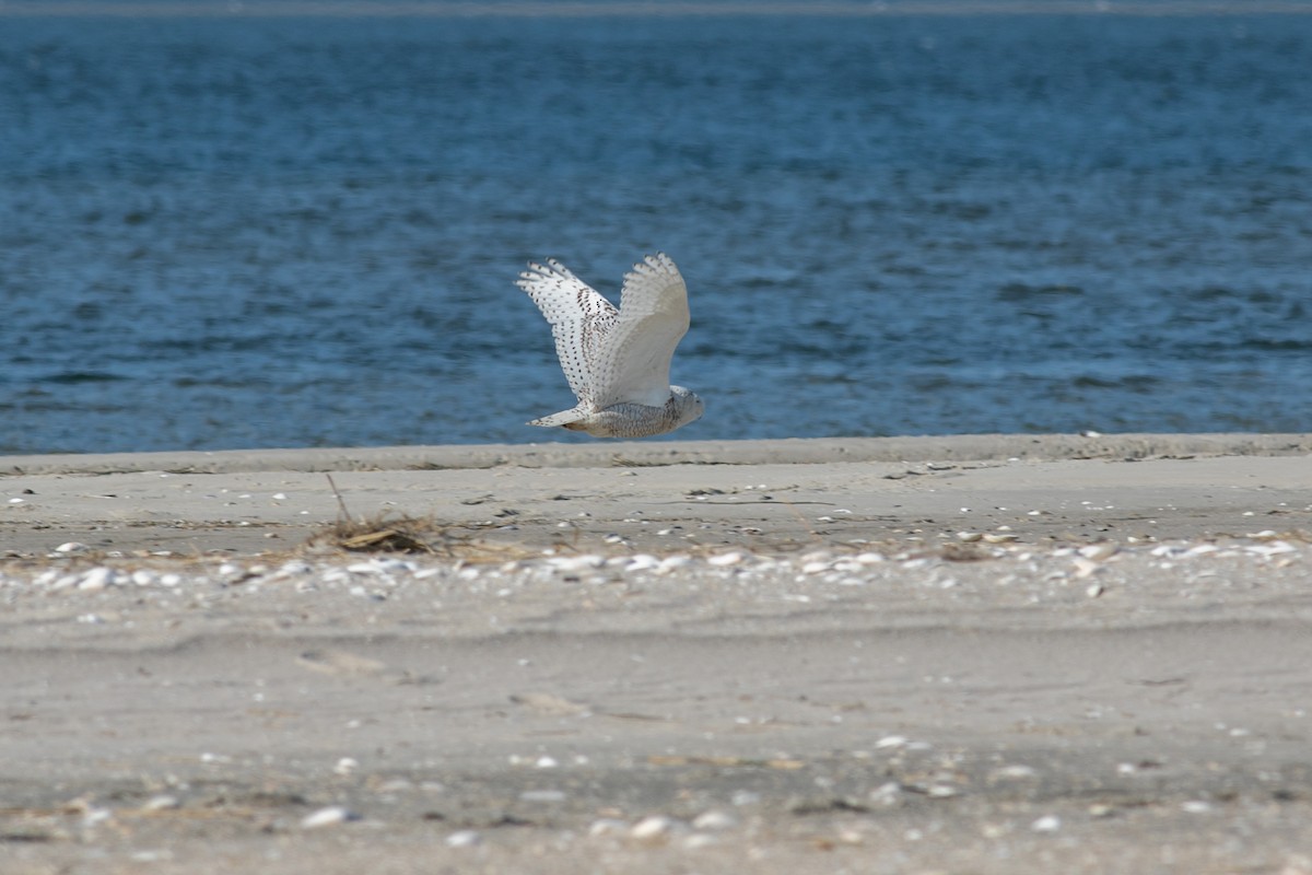 Snowy Owl - ML318394701