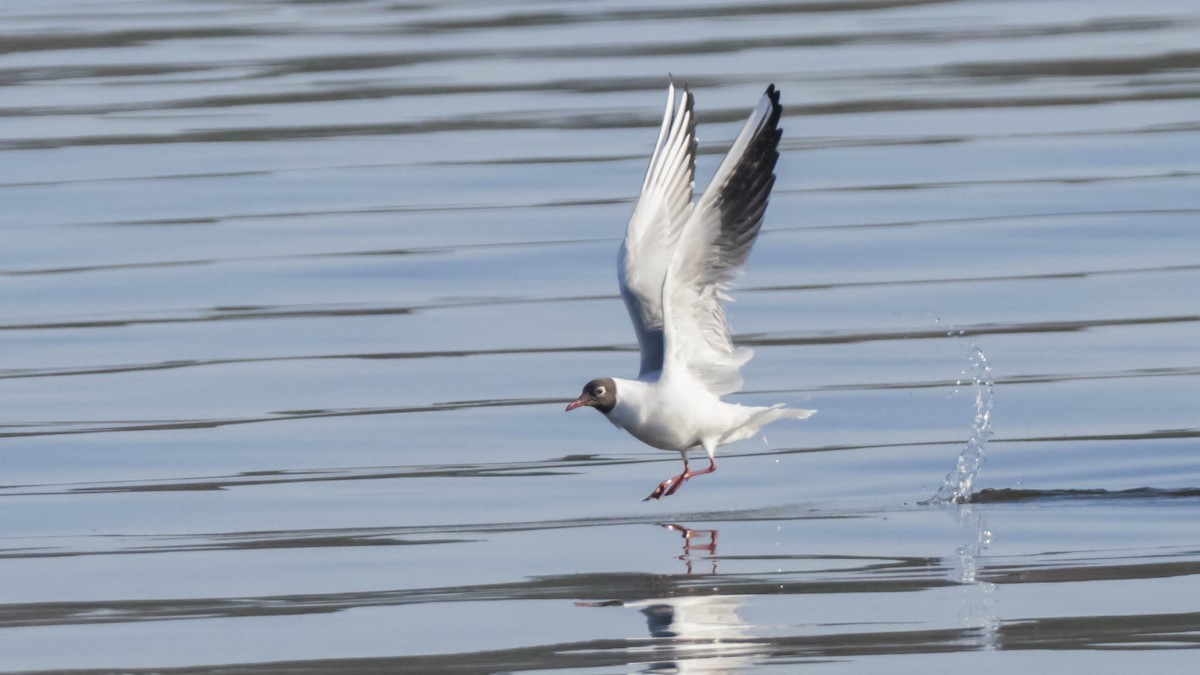 Black-headed Gull - ML318395851