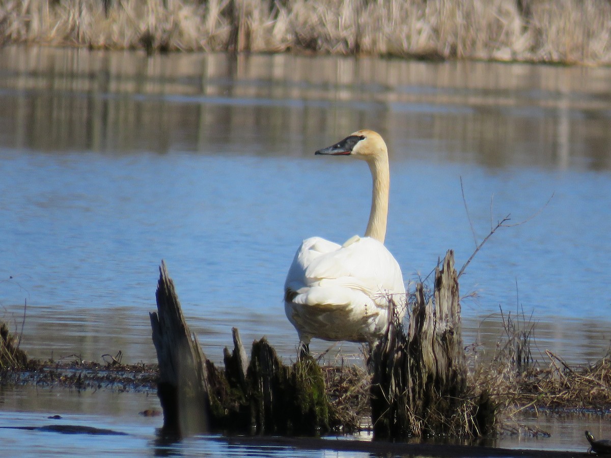 Cygne trompette - ML318396051
