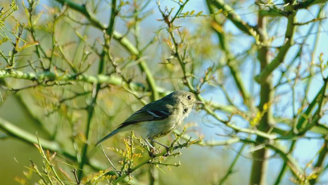 Hutton's Vireo - ML318396181