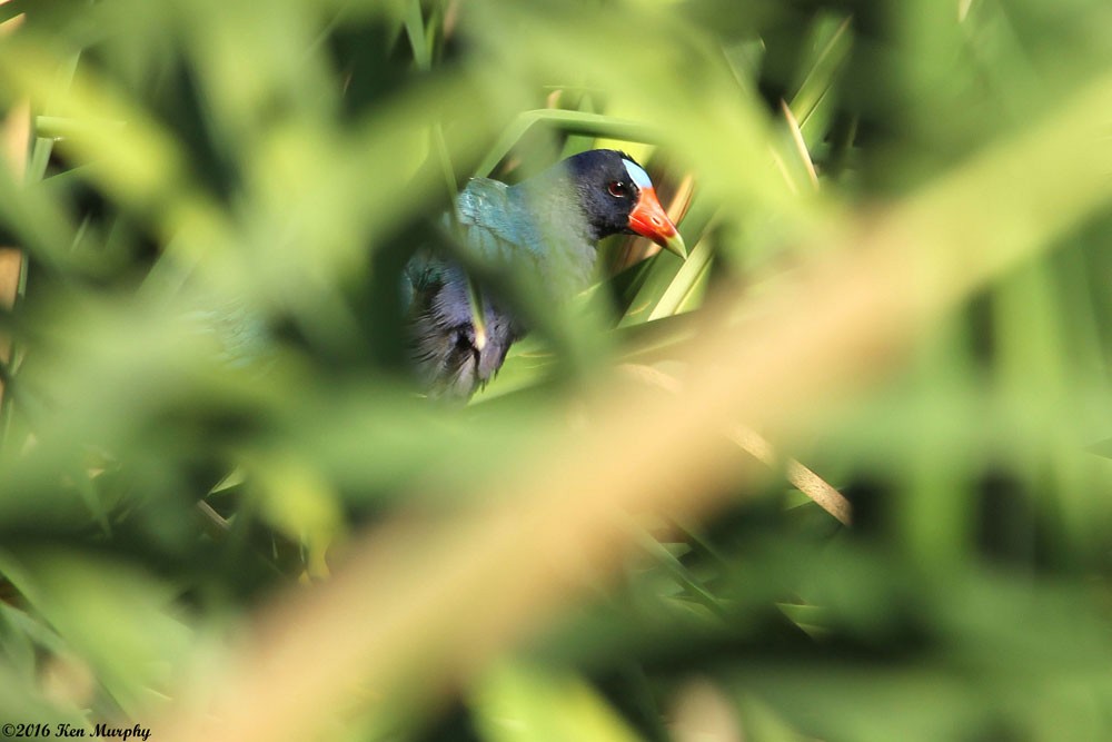 Purple Gallinule - ML31839691