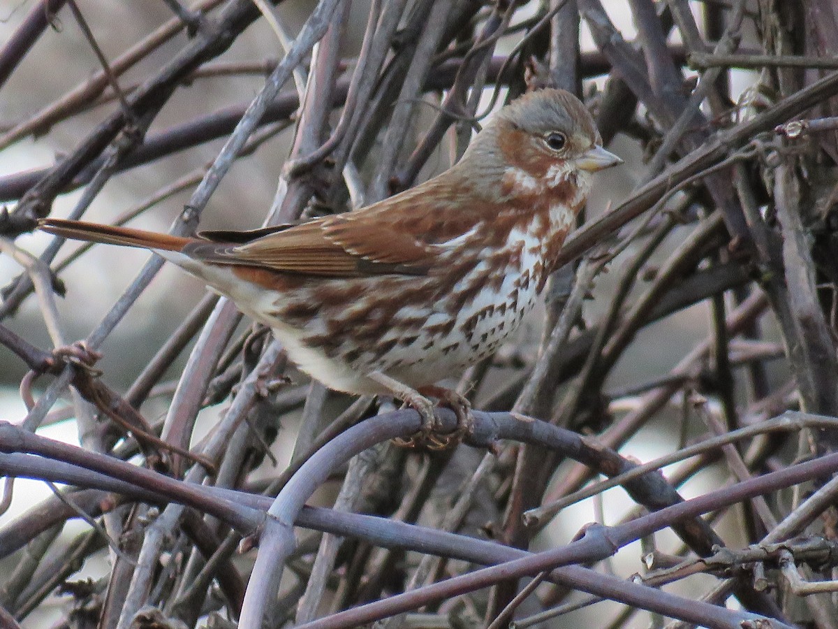 Fox Sparrow - ML318397481