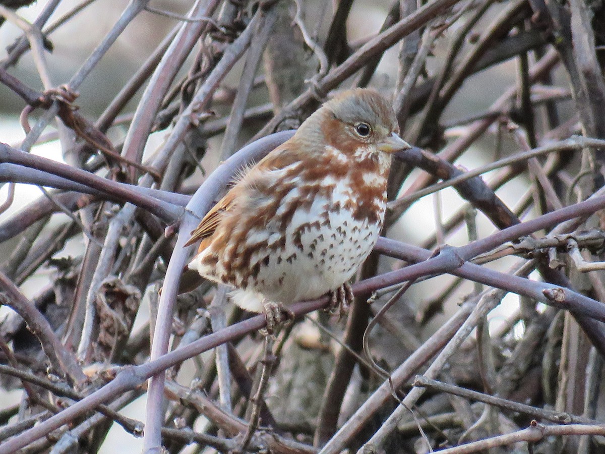 Fox Sparrow - ML318397831