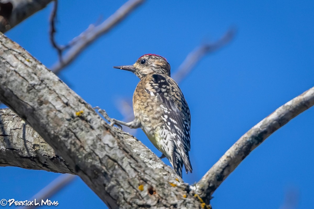 Yellow-bellied Sapsucker - ML318398161