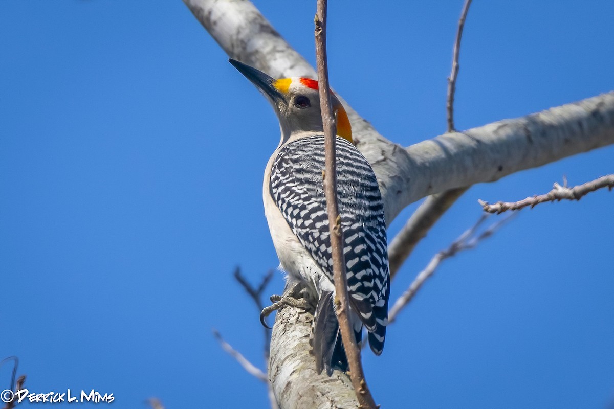 Golden-fronted Woodpecker - ML318398261