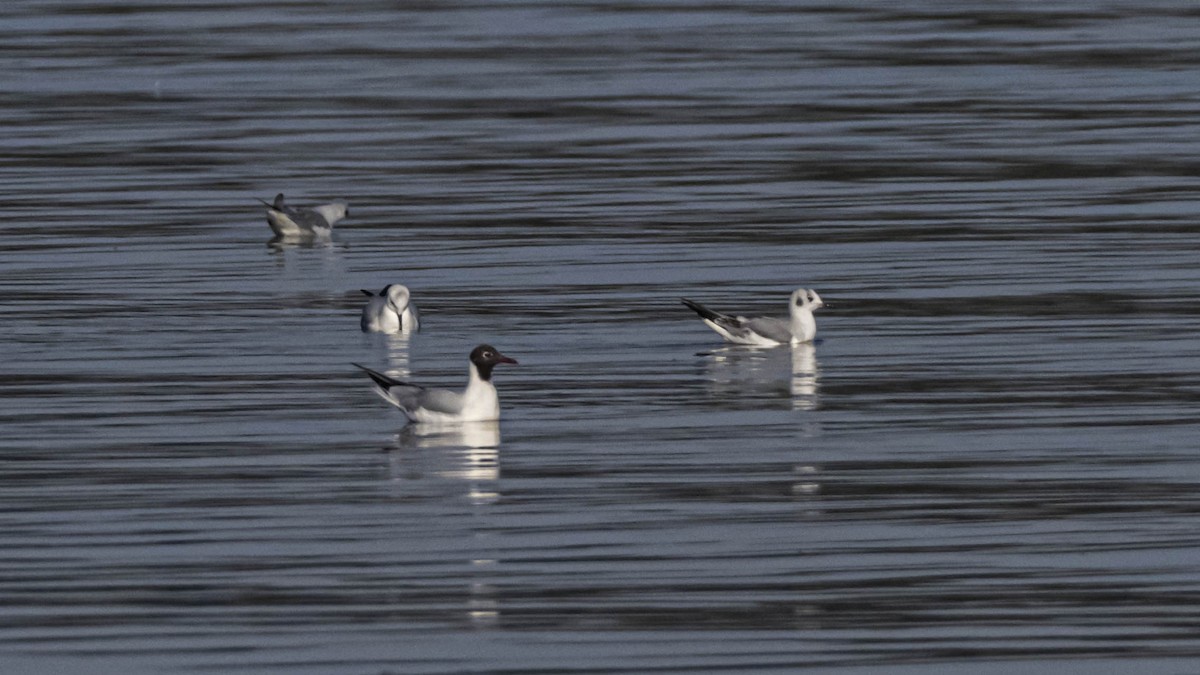 Black-headed Gull - ML318398361