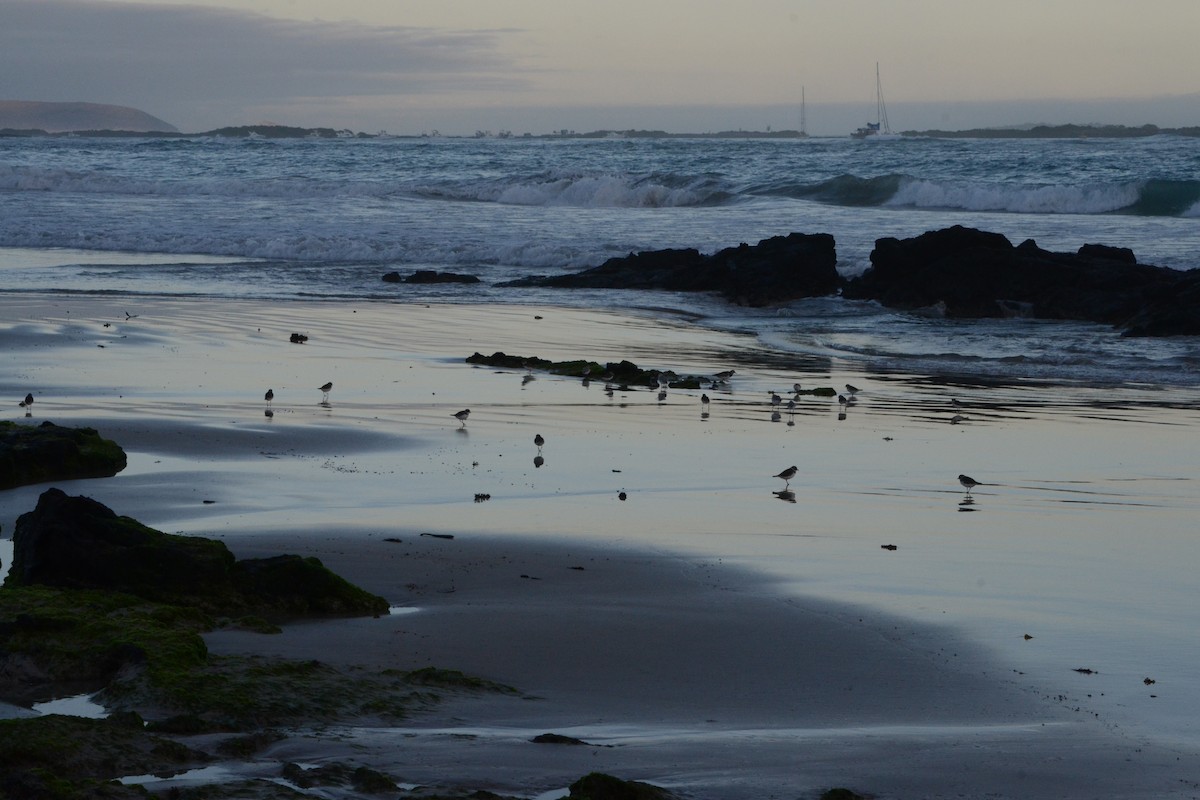 Semipalmated Plover - ML31839851