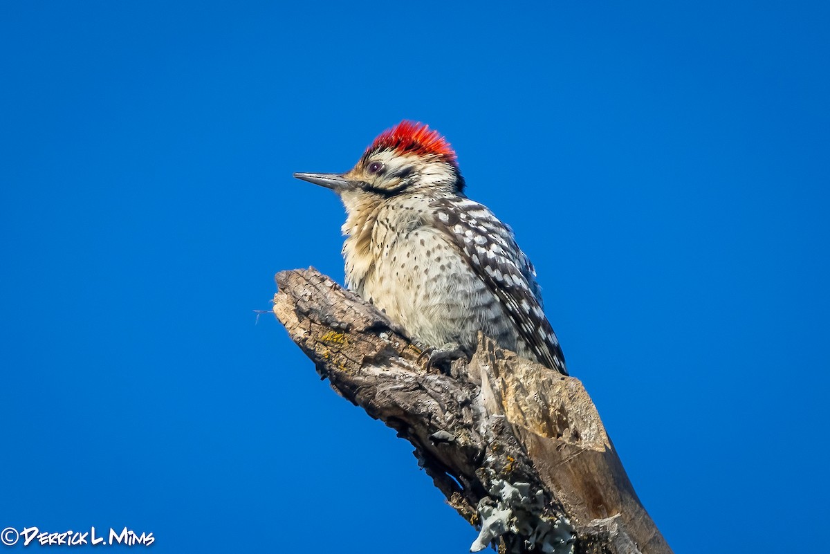 Ladder-backed Woodpecker - ML318398511