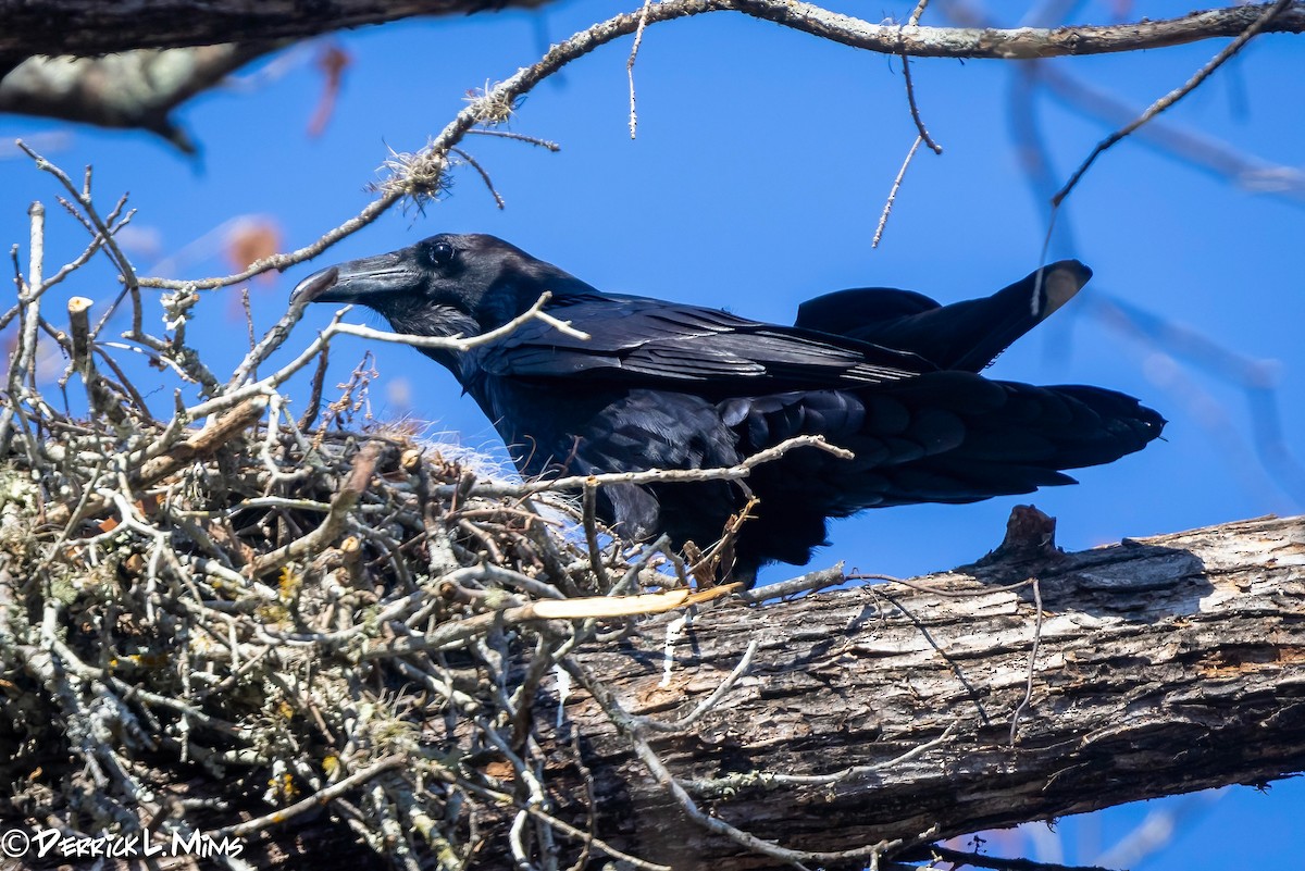 Common Raven - ML318398611