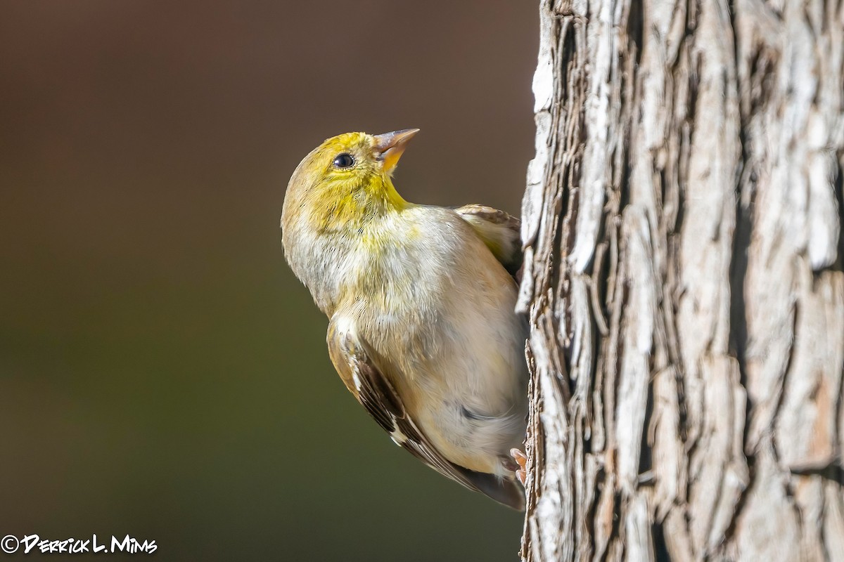 American Goldfinch - ML318398791