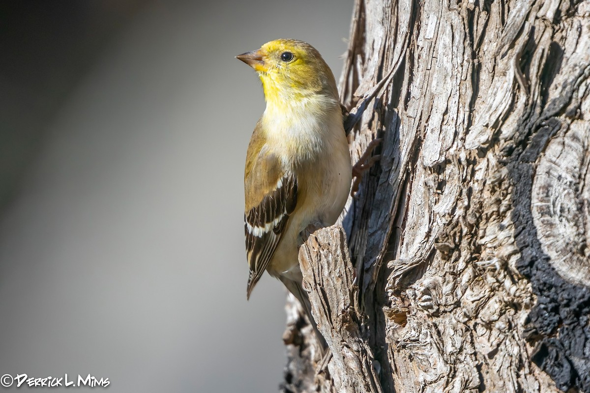 American Goldfinch - ML318398821