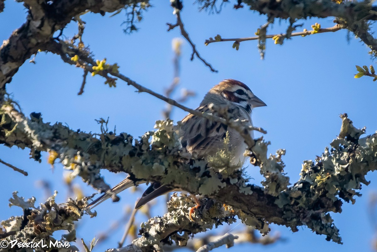 Lark Sparrow - ML318398871