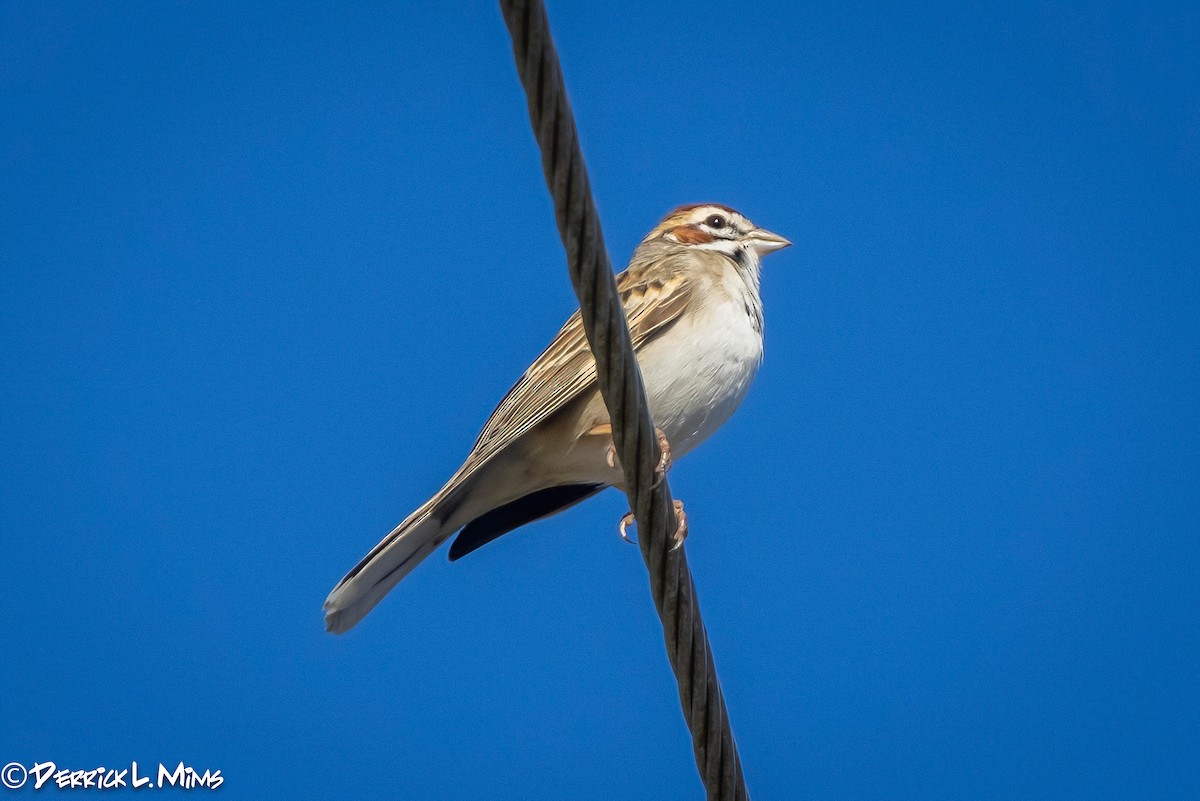 Lark Sparrow - ML318398881