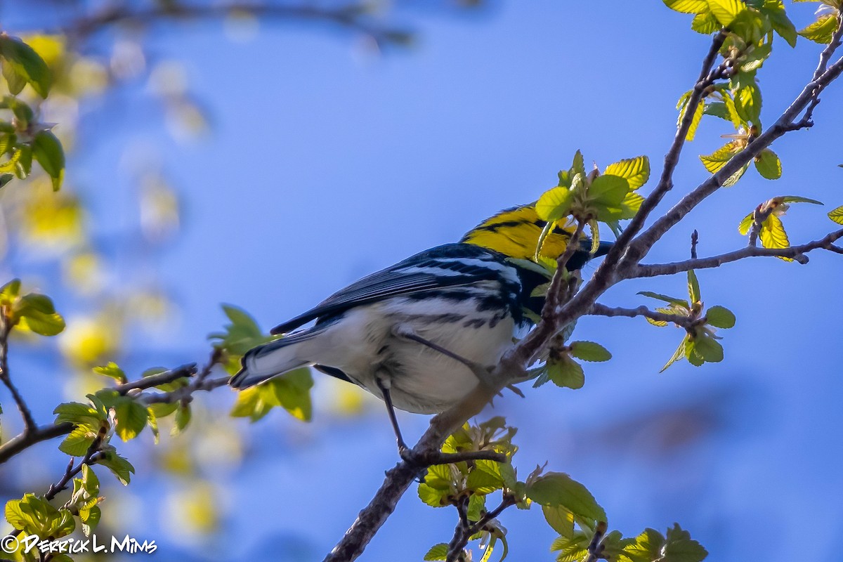 Golden-cheeked Warbler - ML318399061