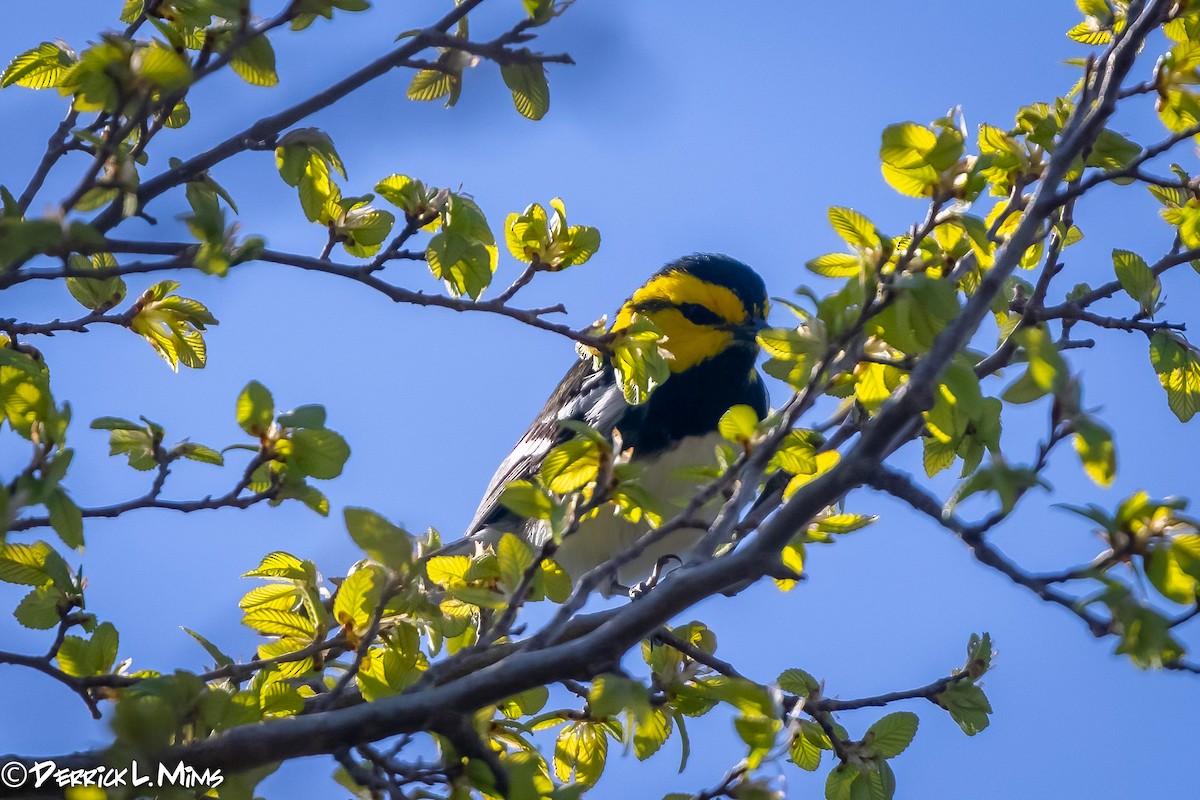 Golden-cheeked Warbler - ML318399081