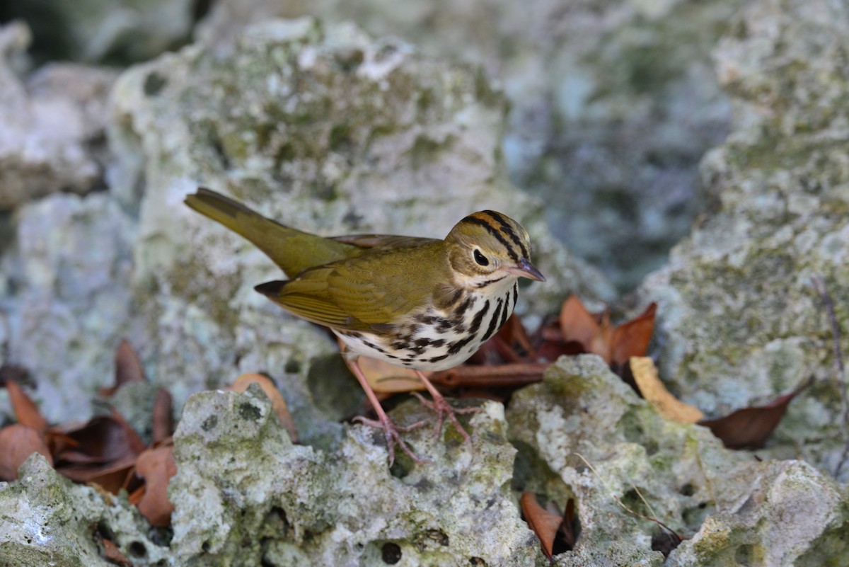 Ovenbird - James Kamstra