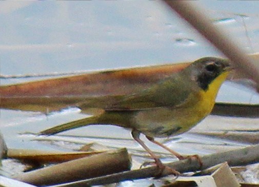 Common Yellowthroat - ML318400431
