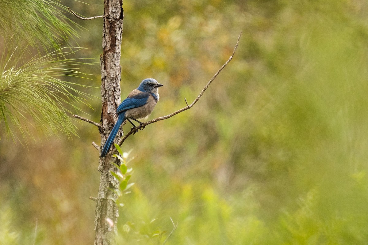 Florida Scrub-Jay - ML318402231