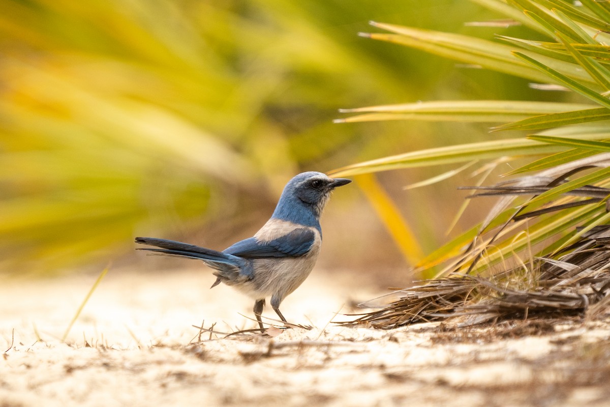 Florida Scrub-Jay - ML318402251