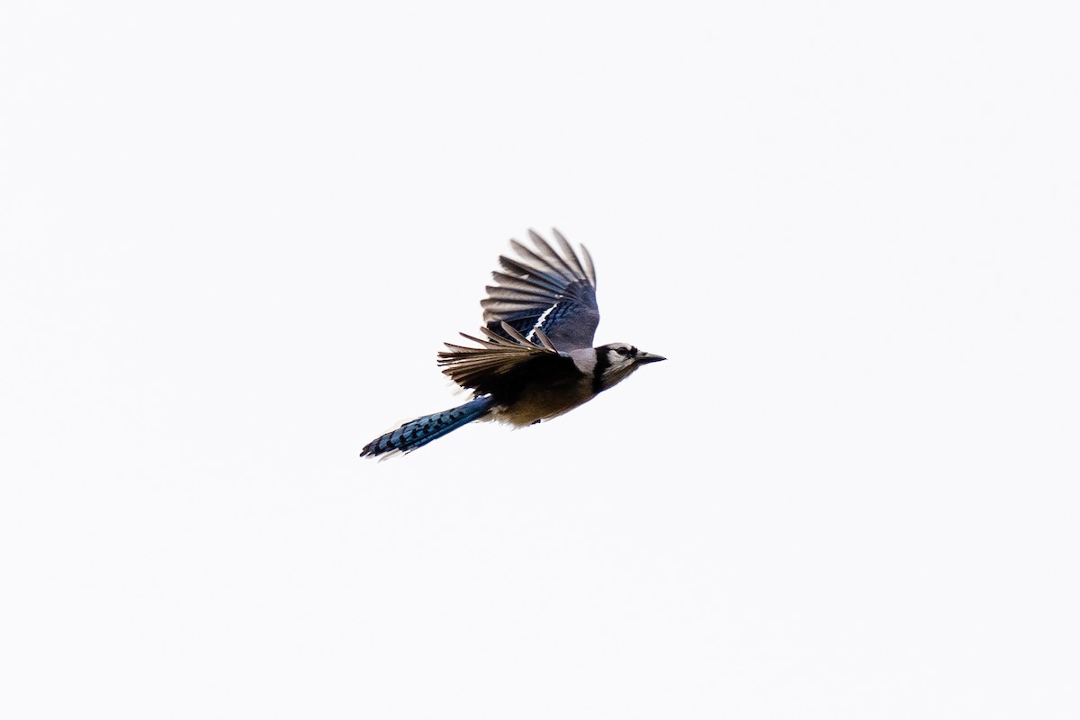 Blue Jay - ML318402291