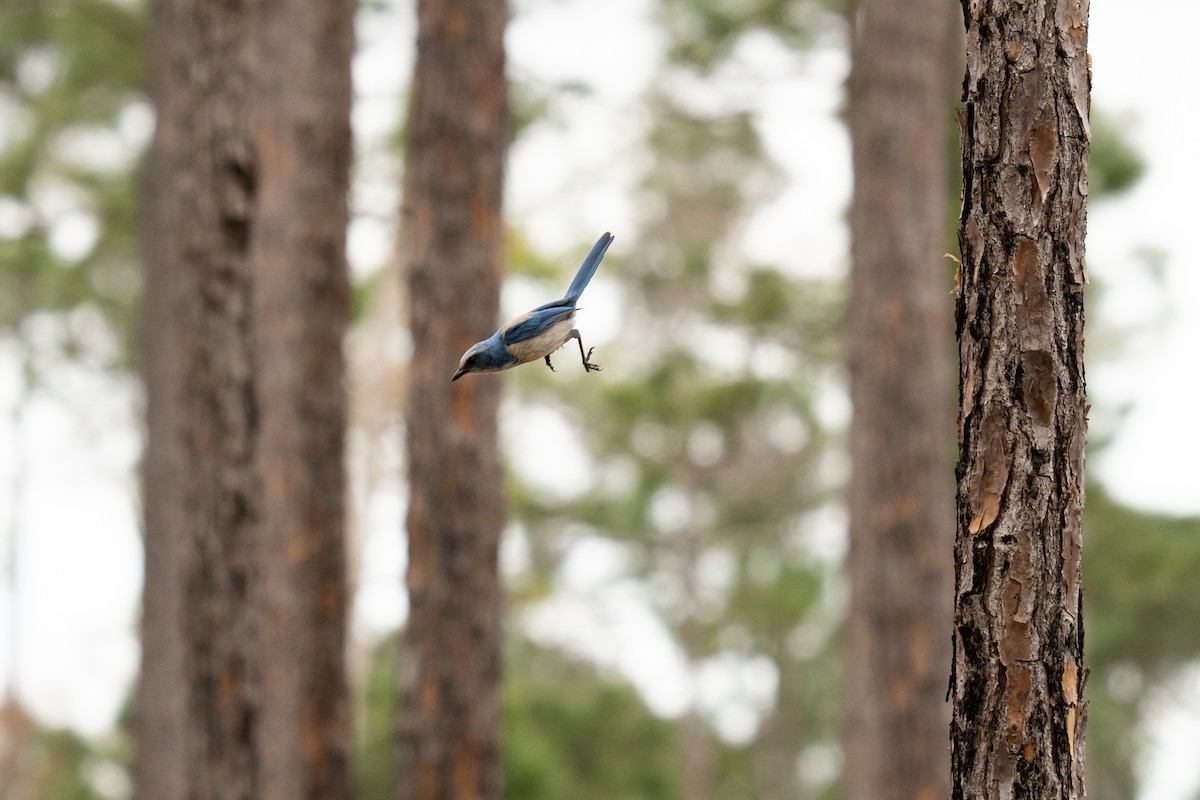 Florida Scrub-Jay - ML318402321