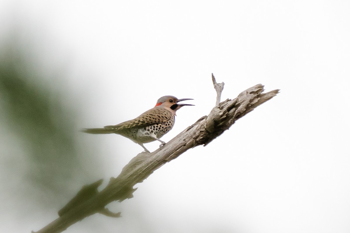 Northern Flicker - ML318402331