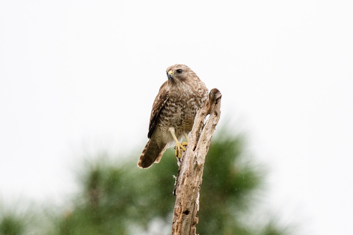 Red-shouldered Hawk - ML318402411