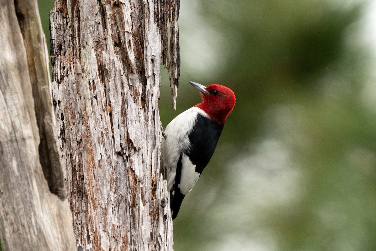 Red-headed Woodpecker - ML318402451