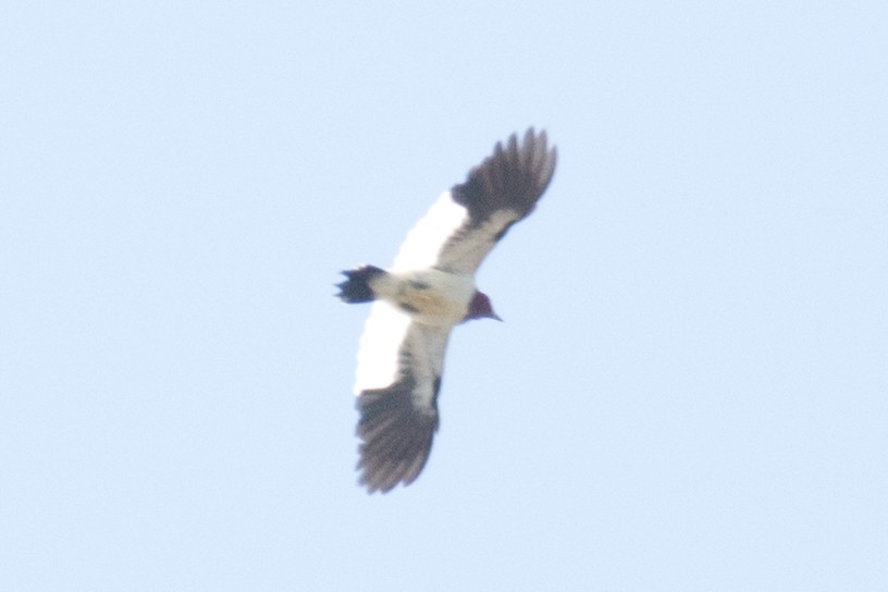 Red-headed Woodpecker - ML31840321