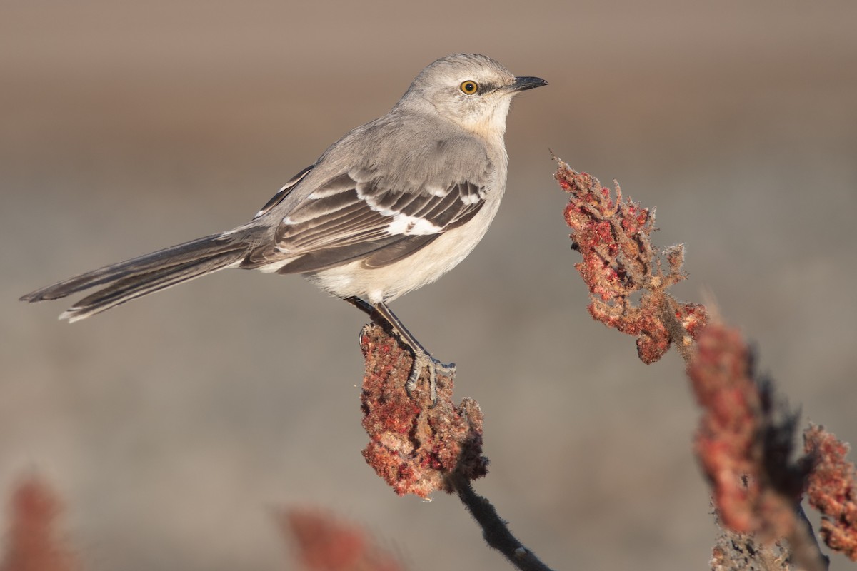 Northern Mockingbird - ML318405641