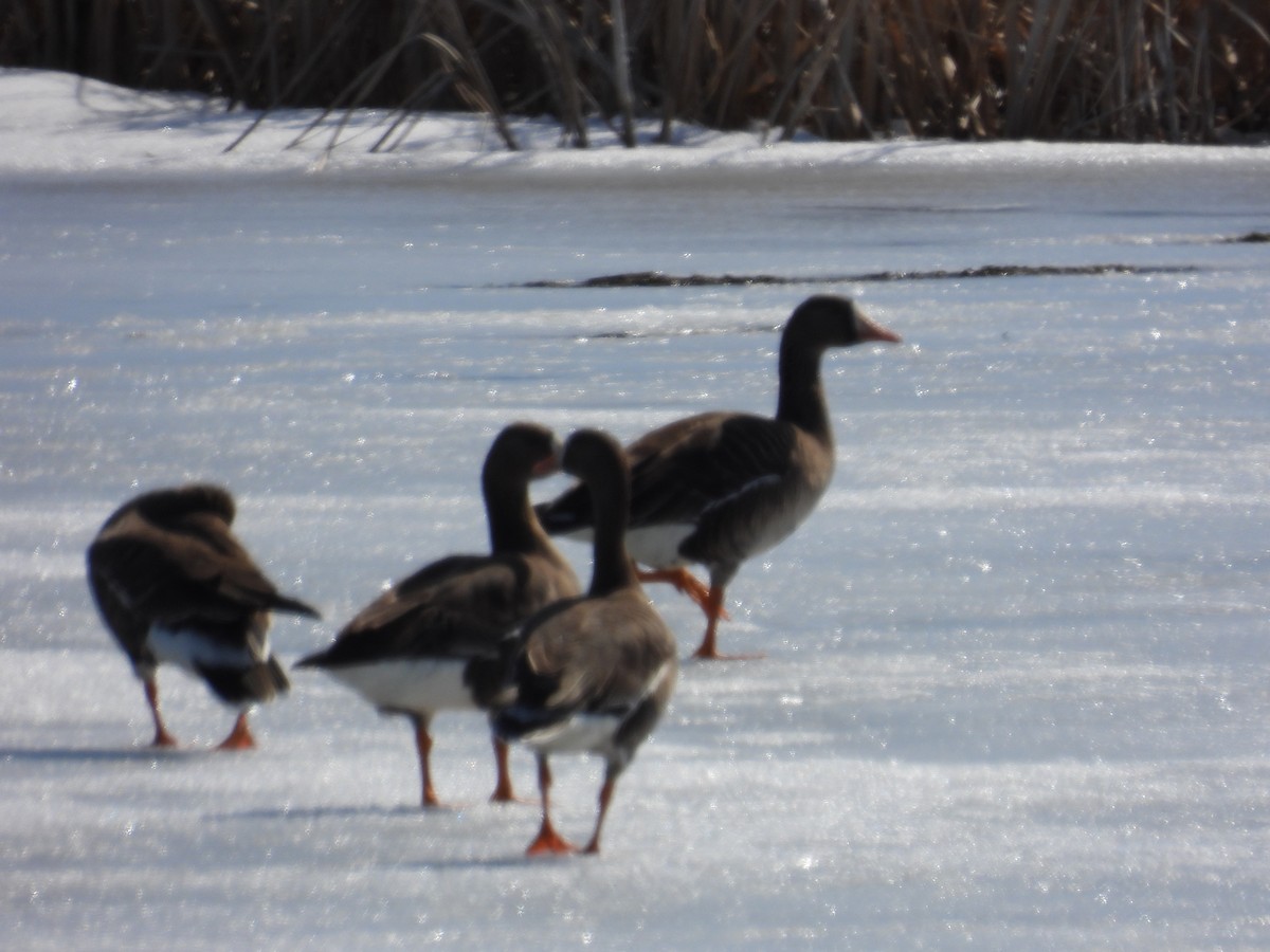 Greater White-fronted Goose - ML318405681