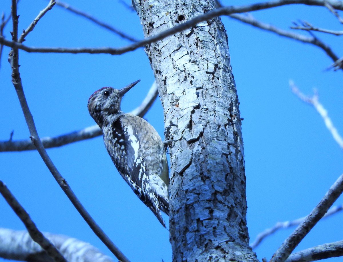 Yellow-bellied Sapsucker - ML318405731