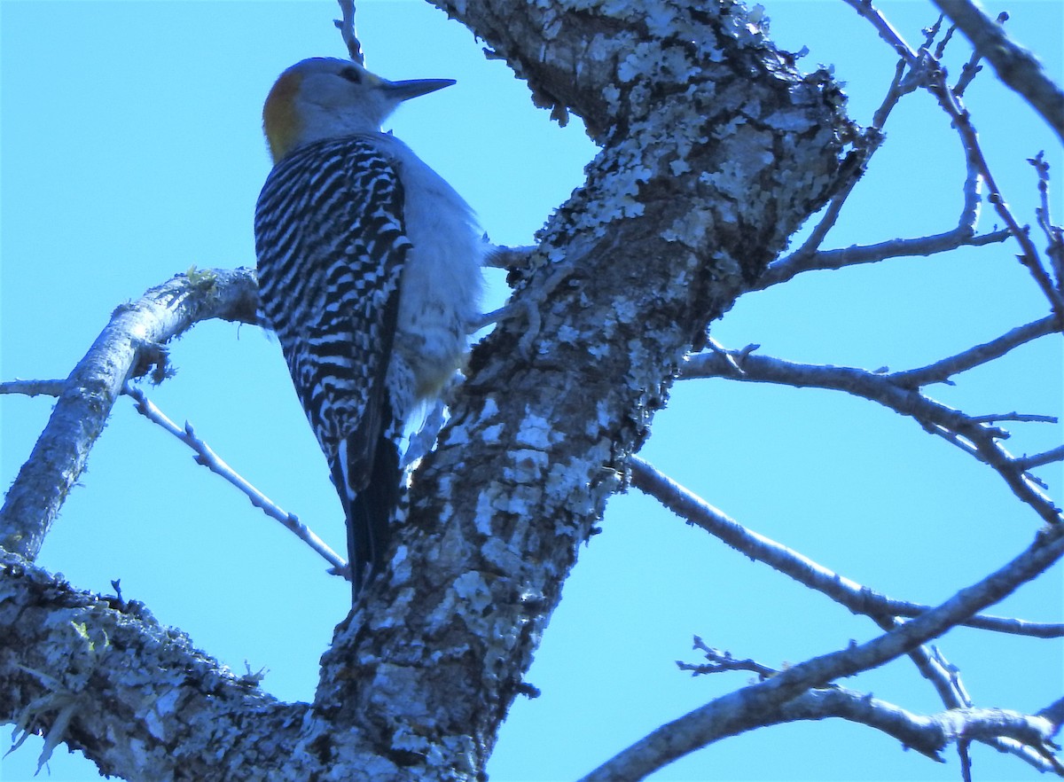 Golden-fronted Woodpecker - ML318405891