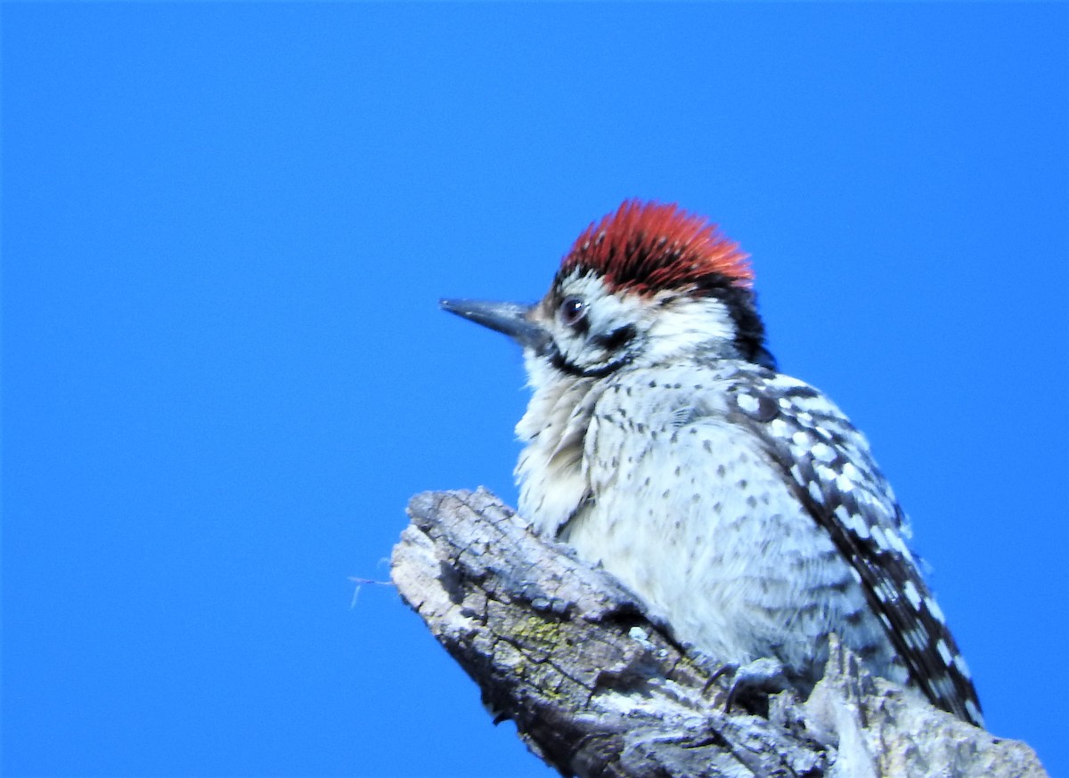 Ladder-backed Woodpecker - ML318405941
