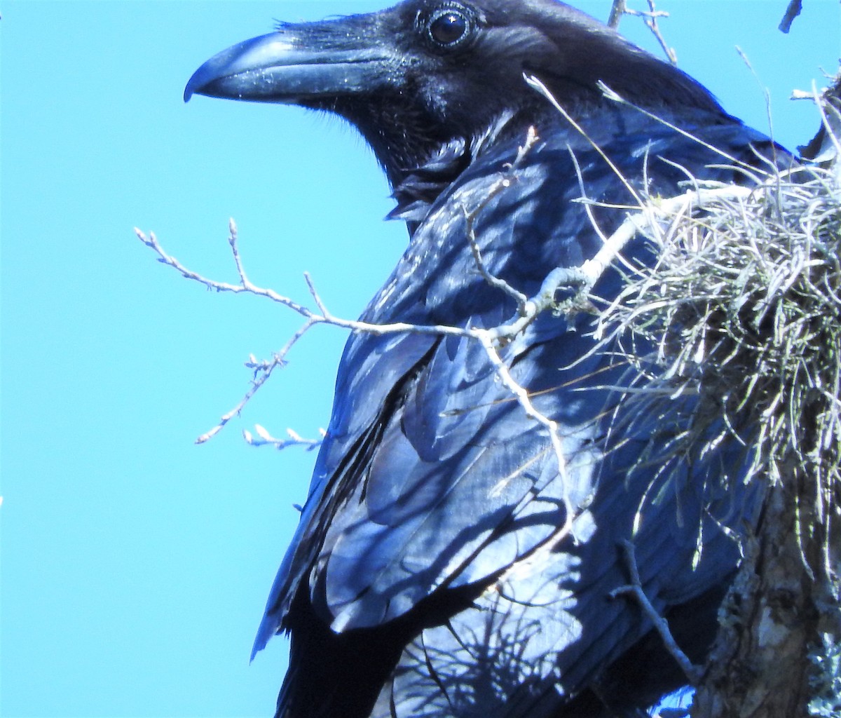 Common Raven - ML318406271