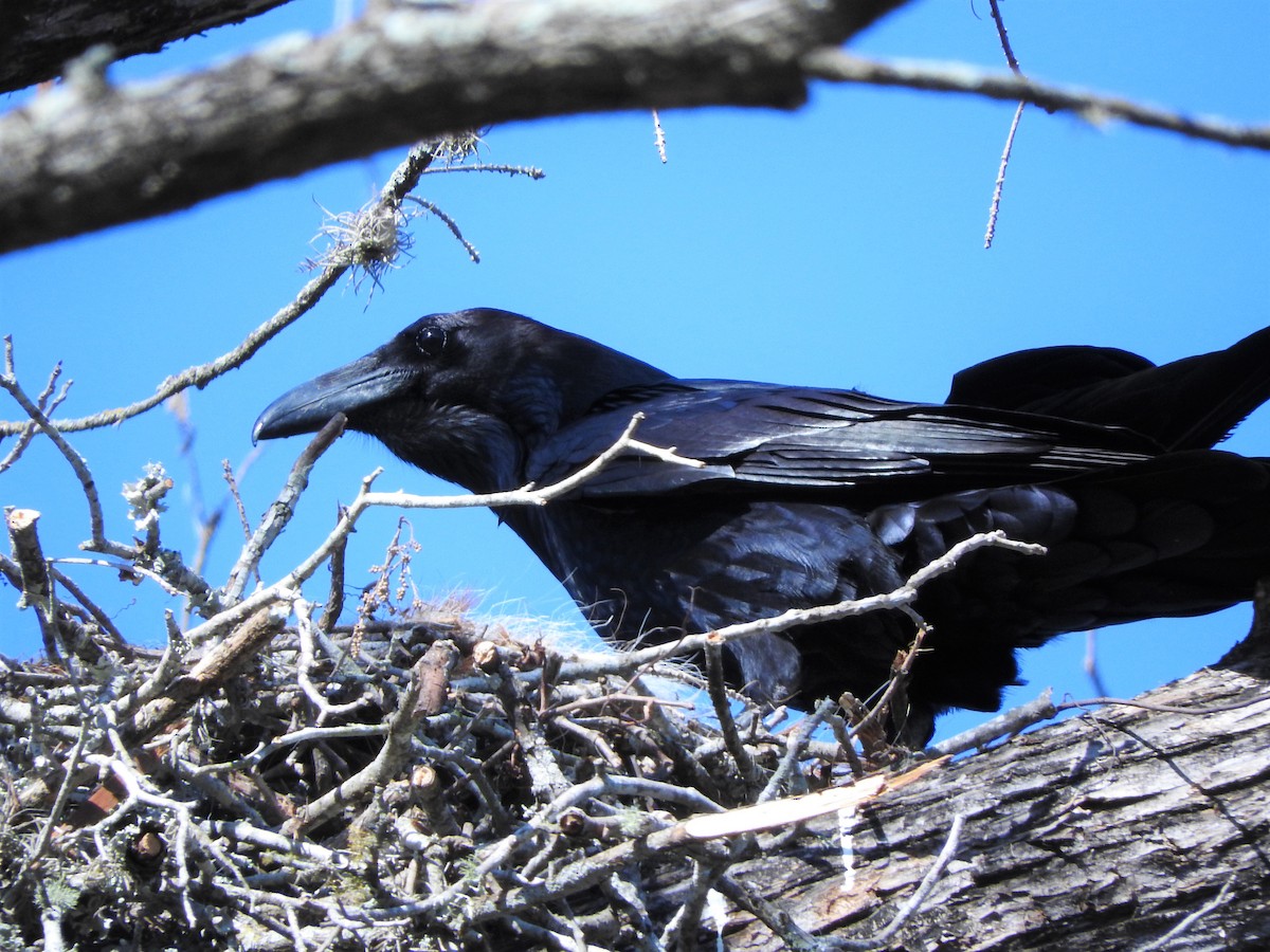 Common Raven - ML318406461