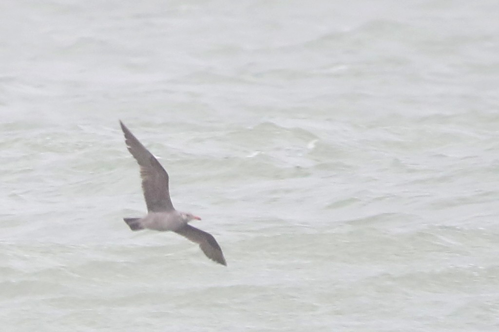 Heermann's Gull - ML318406981