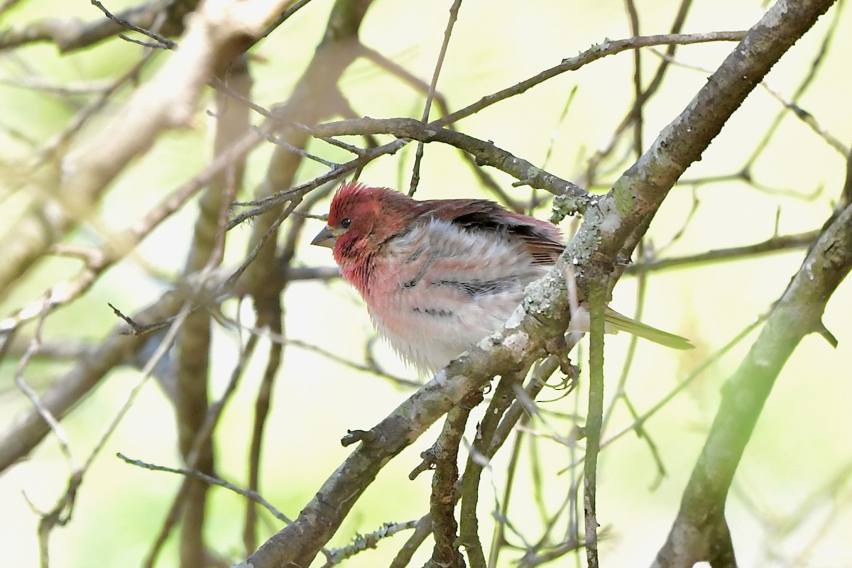 Purple Finch - ML318407541