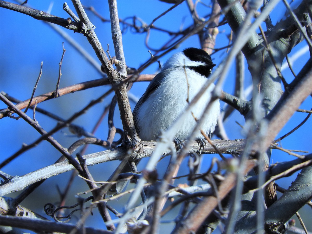 Carolina Chickadee - ML318407601