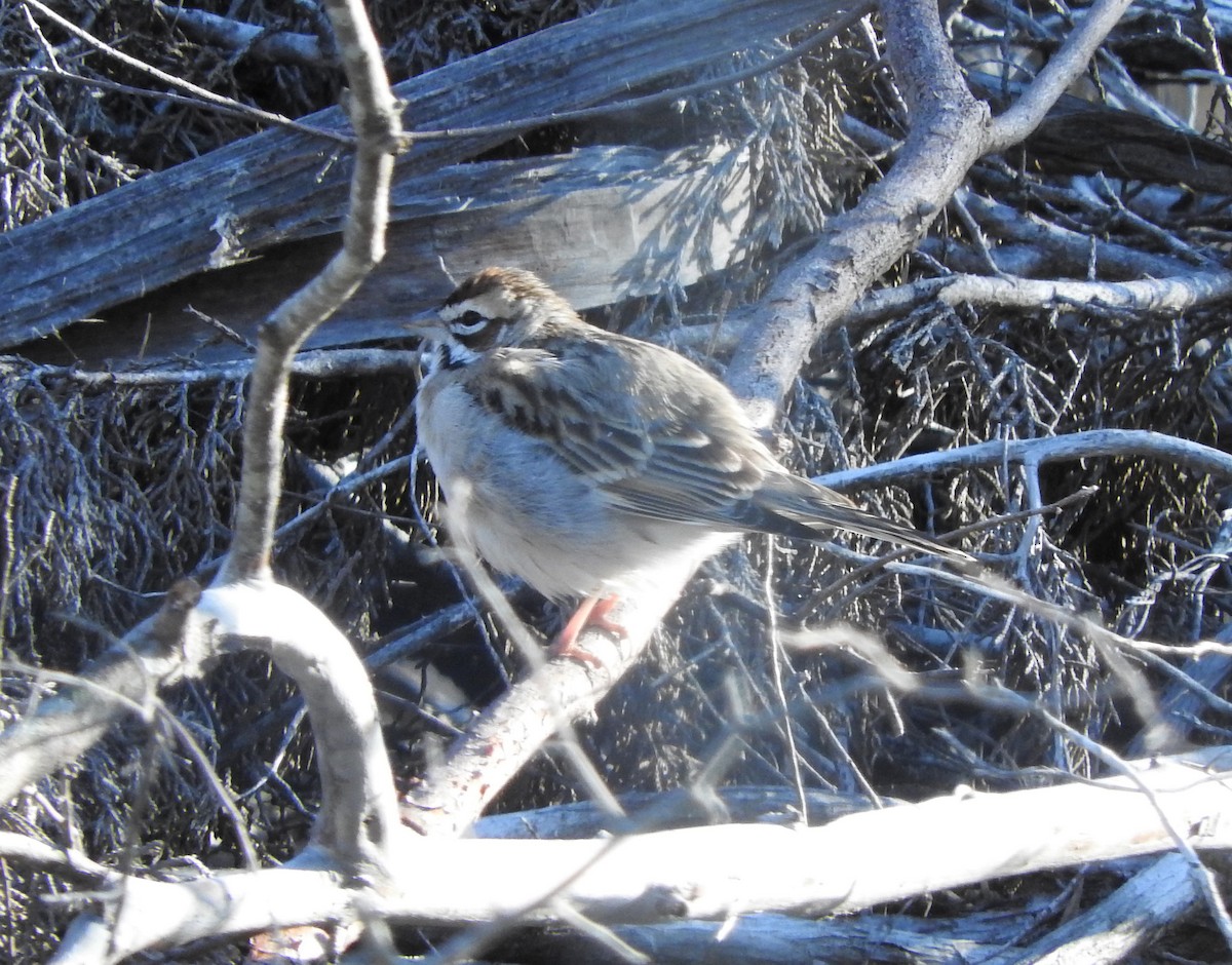 Lark Sparrow - ML318407631