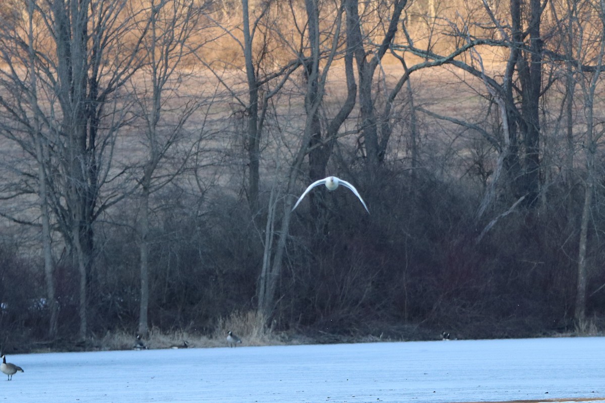 Snow Goose - ML318407781