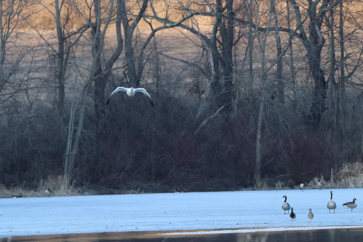 Snow Goose - ML318407811