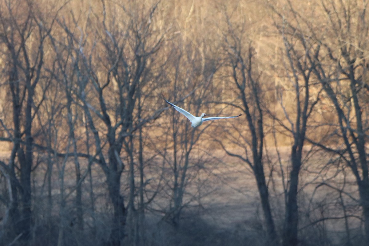 Snow Goose - ML318407961