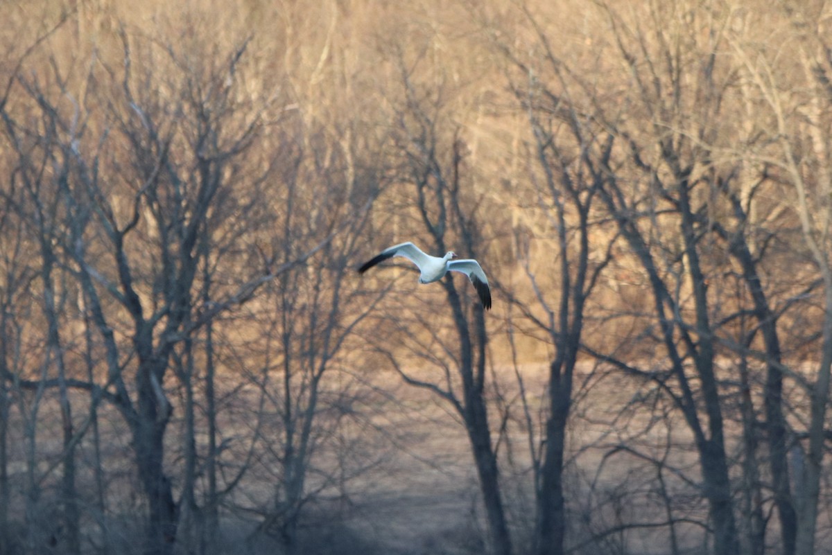 Snow Goose - ML318407981