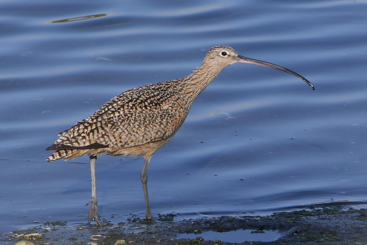 Long-billed Curlew - Robert Hamilton