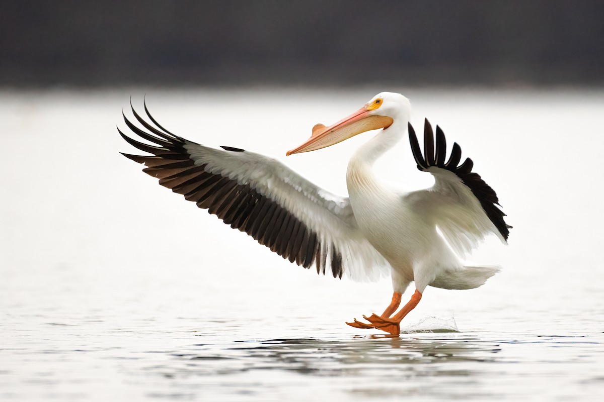 American White Pelican - ML318409061