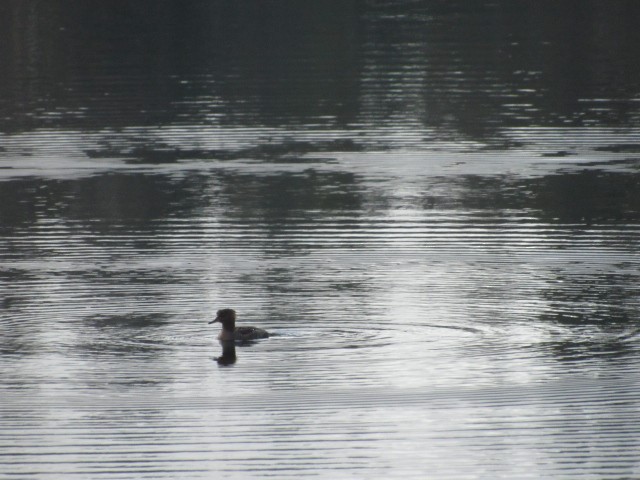 Hooded Merganser - ML318410391