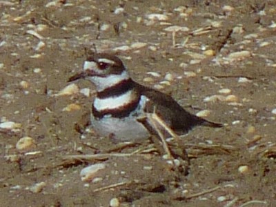 Killdeer - ML318411201